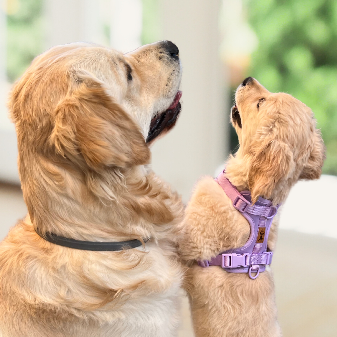 Arnés Adventure Lavender