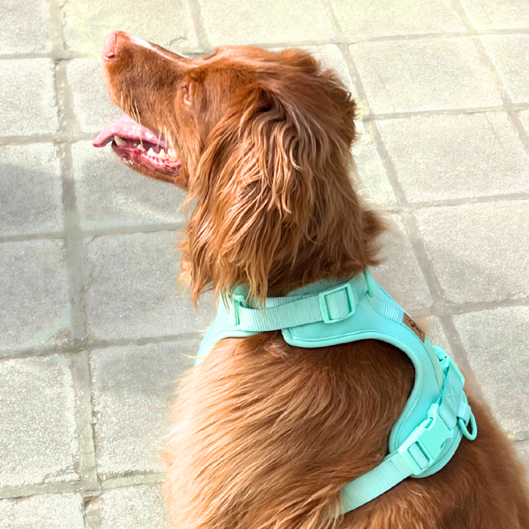 Arnés Adventure Mint