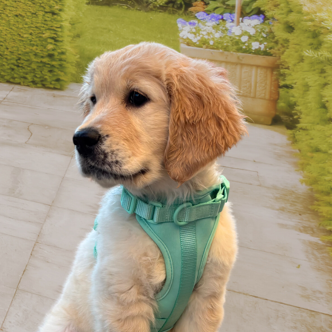 Arnés Adventure Mint