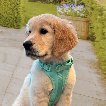 Arnés Adventure Mint