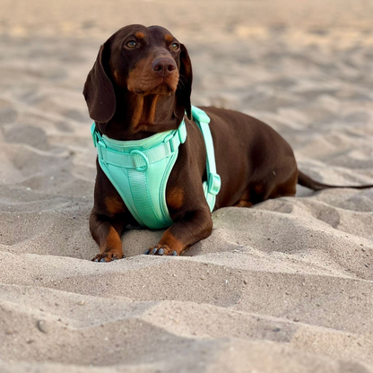 Arnés Adventure Mint